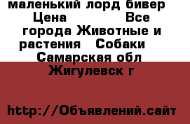 маленький лорд бивер › Цена ­ 10 000 - Все города Животные и растения » Собаки   . Самарская обл.,Жигулевск г.